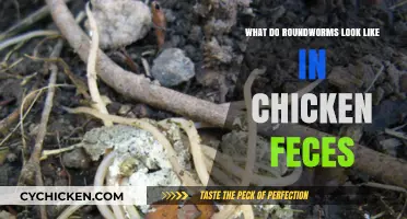 Identifying Roundworms in Chicken Feces: A Visual Guide
