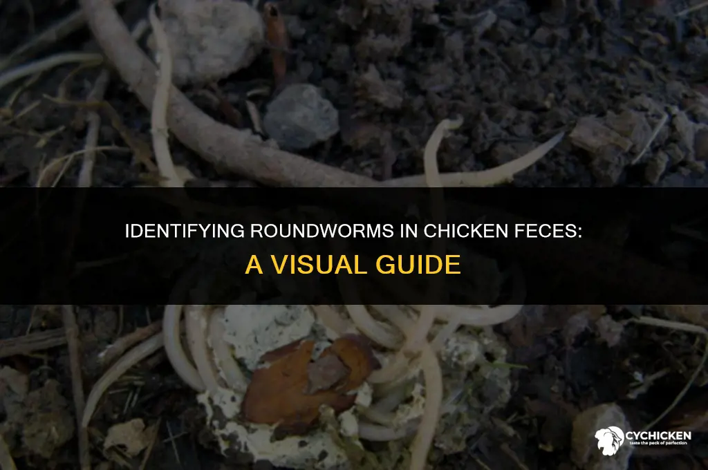 what do roundworms look like in chicken feces
