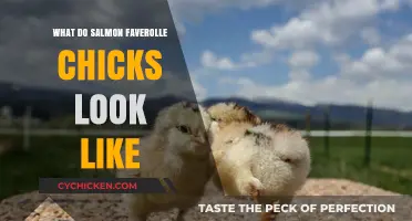 Discover the Unique Appearance of Salmon Faverolle Chicks