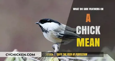 Understanding Chick Side Feathers: Meaning, Function, and Developmental Insights