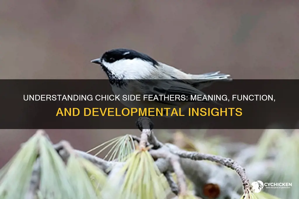 what do side feathers on a chick mean