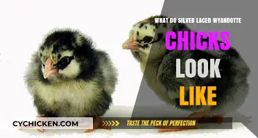 Exploring the Unique Appearance of Silver-Laced Wyandotte Chicks