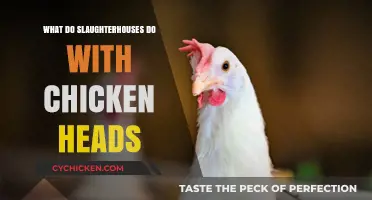 What Happens to Chicken Heads in Slaughterhouses: A Detailed Look