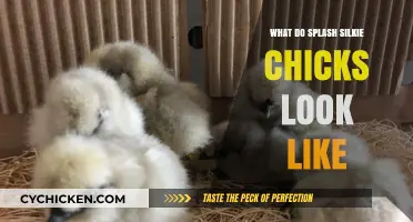 Unveiling the Unique Appearance of Splash Silkie Chicks