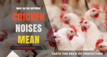 Decoding Chicken Chatter: Understanding the Meanings Behind Their Various Sounds