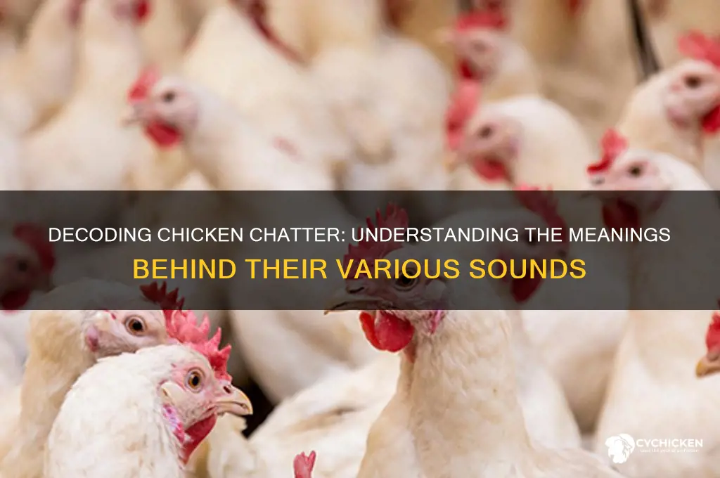 what do the different chicken noises mean
