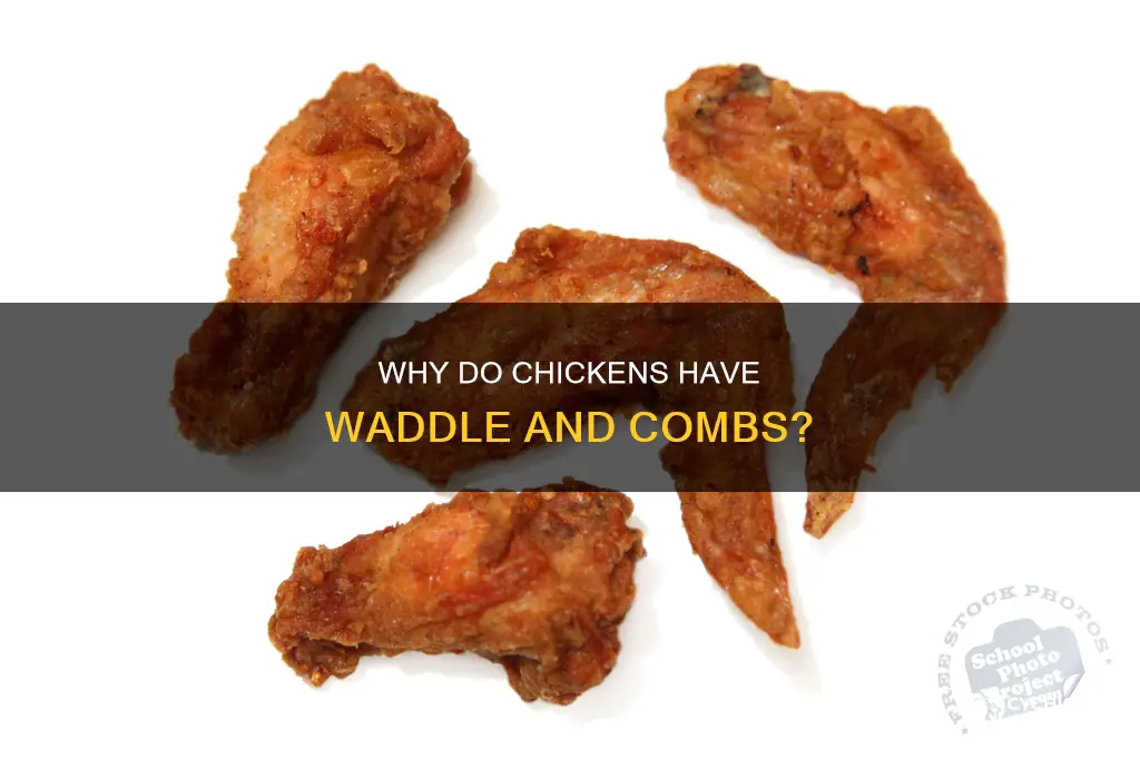 what do the flappy things on a chicken called