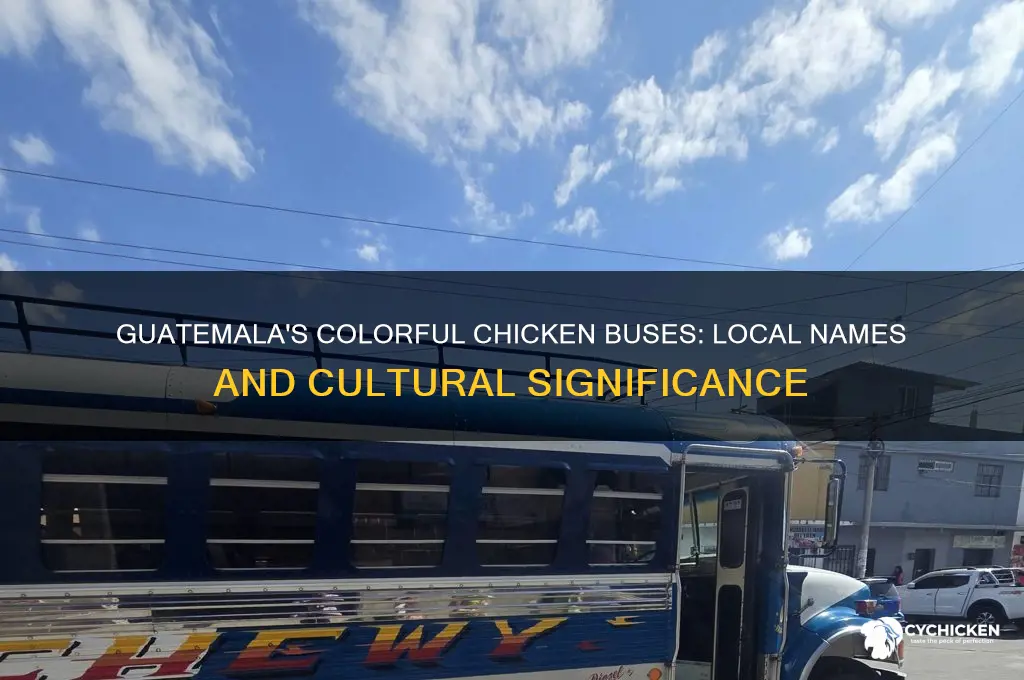 what do the guatemalans call chicken busses