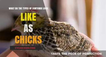 Exploring the Adorable Diversity of Cortunix Chicks: A Visual Guide