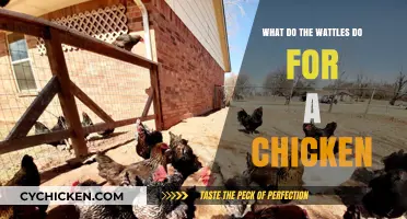 Understanding the Role of Wattles in Chicken Health and Behavior