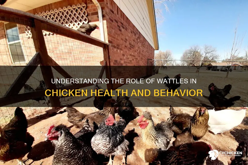 what do the wattles do for a chicken