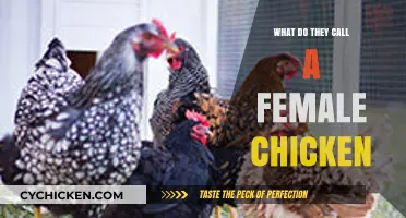 What’s the Correct Term for a Female Chicken? Let’s Find Out!
