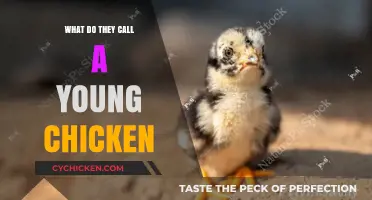What’s a Young Chicken Called? Uncovering the Adorable Name