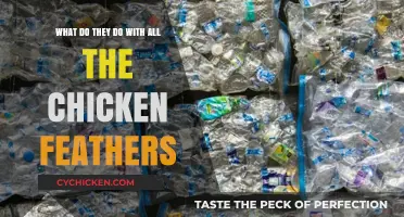 The Surprising Uses of Chicken Feathers