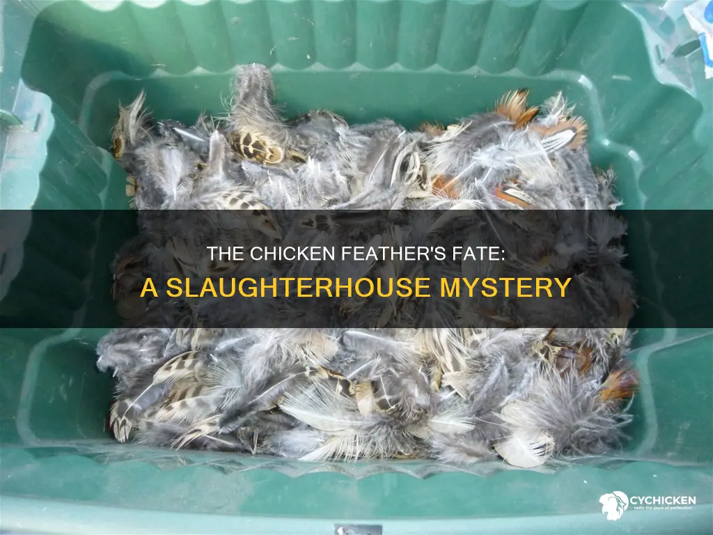 what do they do with chicken feathers after slaughter