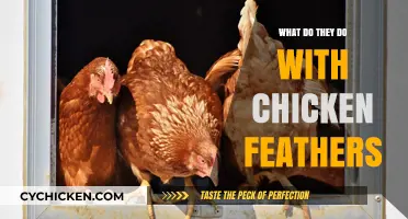 Creative Uses for Chicken Feathers: From Waste to Resourceful Solutions
