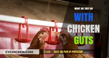 What Happens to Chicken Guts? Surprising Uses for Poultry Byproducts