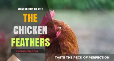 Sustainable Solutions: How Chicken Feathers Are Repurposed and Recycled