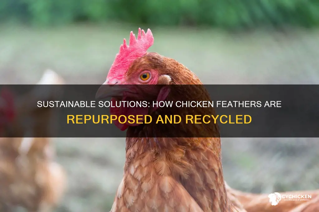 what do they do with the chicken feathers