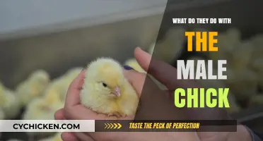 Male Chick Fate: Uncovering the Poultry Industry's Hidden Practices