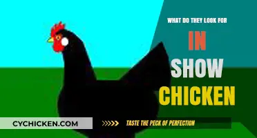 What Judges Seek: Key Traits in Show-Quality Chickens Explained