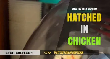 Understanding 'Hatched' in Chickens: A Beginner's Guide to Poultry Terms
