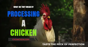 Understanding Chicken Processing: A Step-by-Step Guide to Poultry Preparation