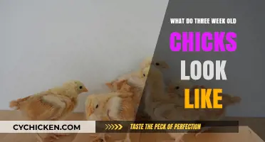 Early Stages of Life: A Glimpse into Three-Week-Old Chicks