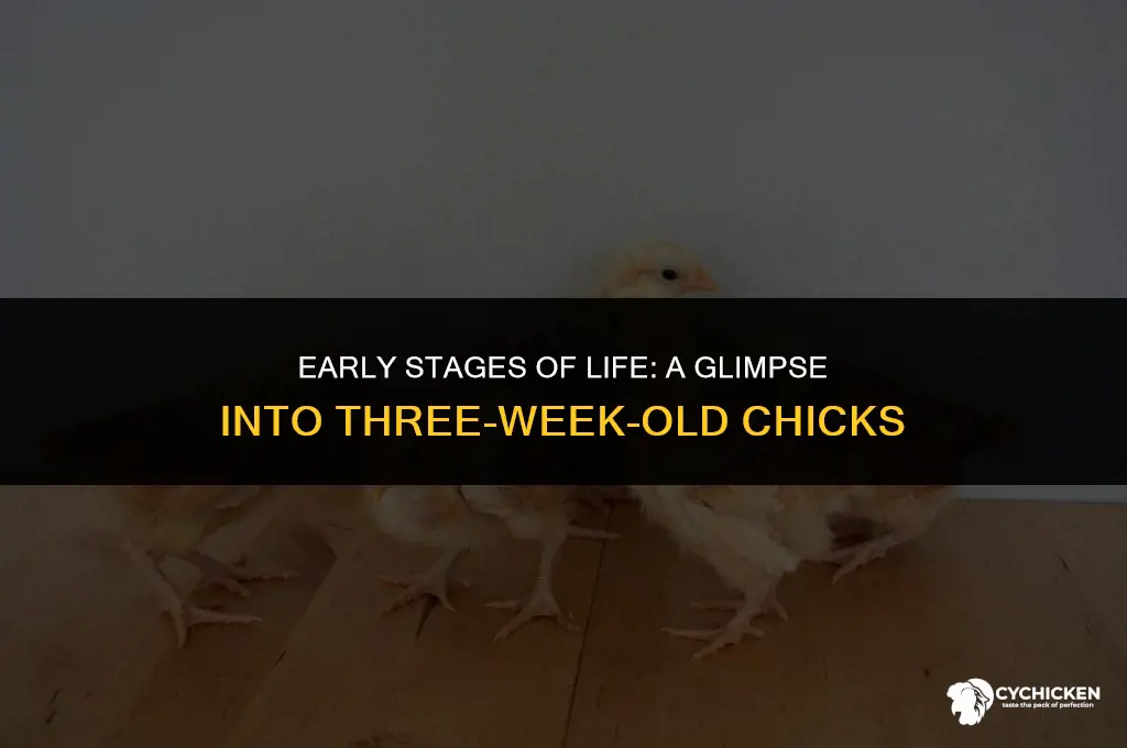 what do three week old chicks look like