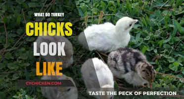 Adorable Turkey Chicks: A Visual Guide to Their Appearance