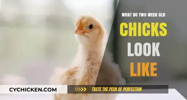 Early Stages of Life: A Glimpse into Two-Week-Old Chicks