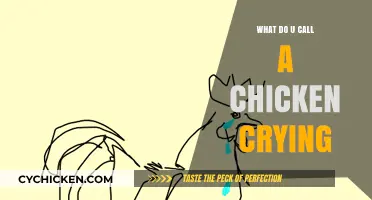Clucking Tears: The Heartfelt Sound of a Chicken Crying