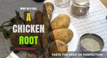 Unveiling the Mystery: What's the Name of a Chicken's Root?