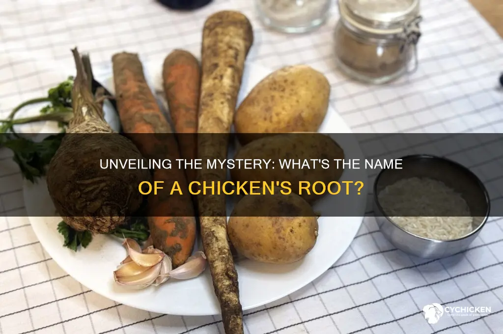 what do u call a chicken root