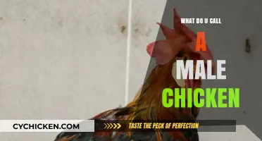 What’s the Correct Term for a Male Chicken? Unraveling the Mystery