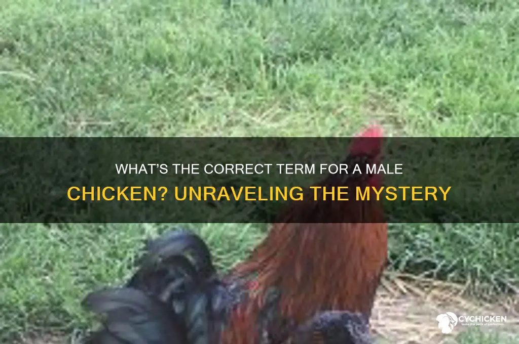 what do u call a male chicken