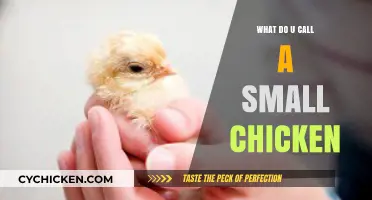 What’s the Adorable Name for a Small Chicken? Find Out!