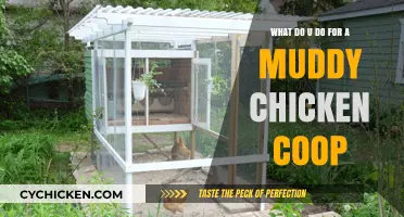 Muddy Chicken Coop Dilemmas: Practical Solutions for Happy Hens