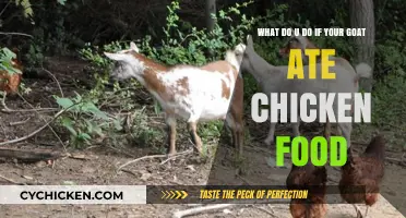 Goat Ate Chicken Food? Here's What to Do