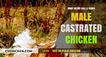 The Intriguing Truth About Young Castrated Chickens