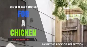 Chicken Care: Essential Tips for Healthy Birds