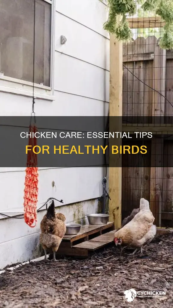 what do we need to take care for a chicken