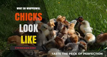 Exploring the Adorable Appearance of Whipperwill Chicks