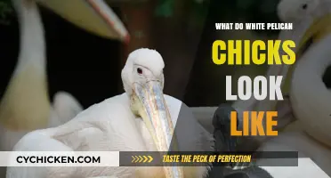 Exploring the Adorable Appearance of White Pelican Chicks