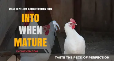 Yellow Chick Feathers: The Color Transformation