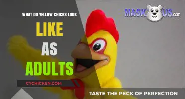 From Fluffy Yellow Chicks to Majestic Adults: A Visual Journey