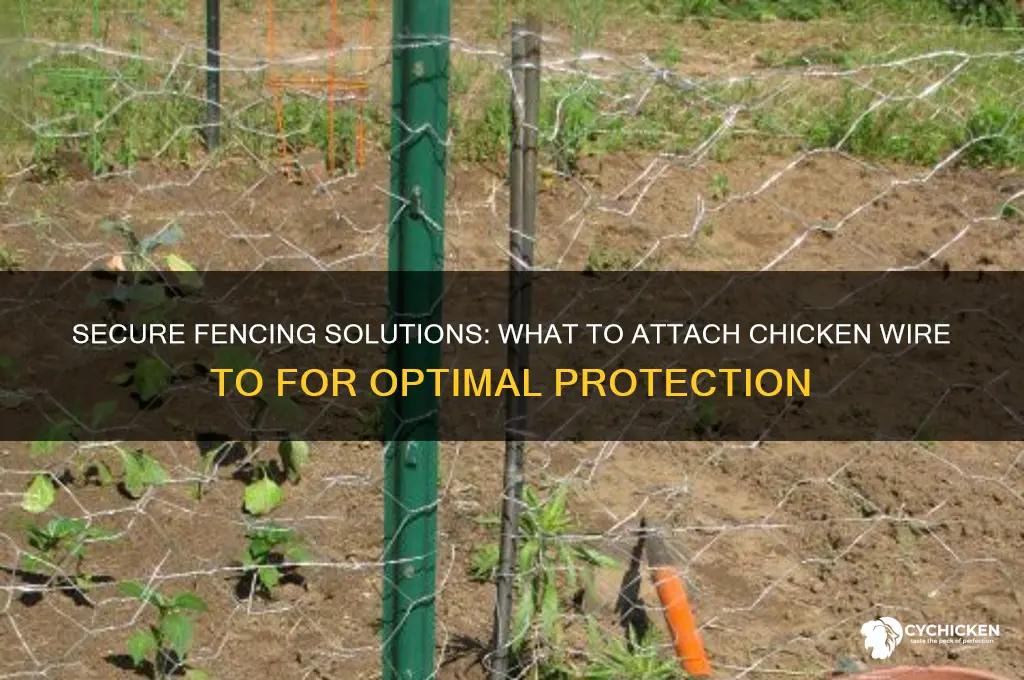 what do you attach chicken wire too