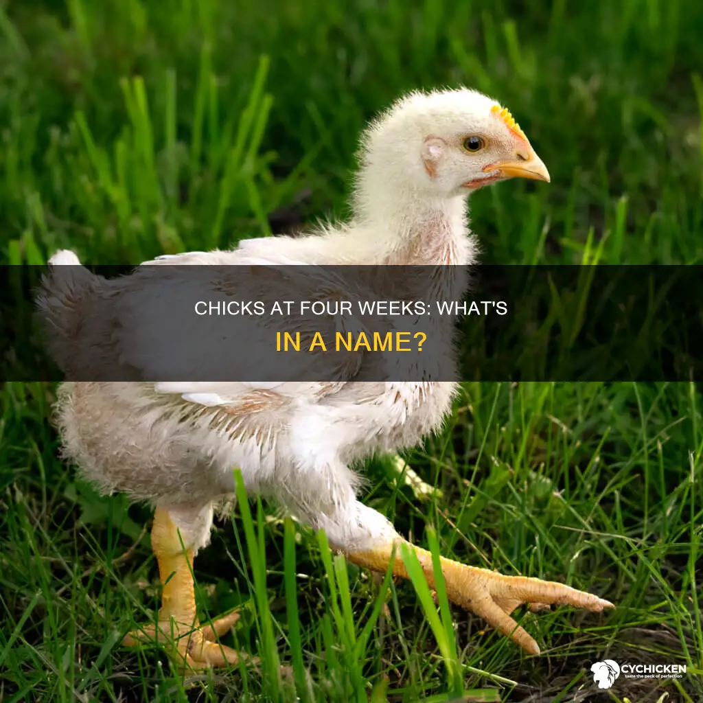 what do you call a 4 week old chick