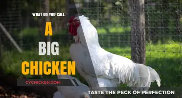 What’s the Proper Name for a Large Chicken? Uncover the Answer!