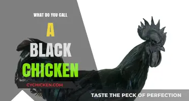 Unveiling the Mystery: What's the Name of a Black Chicken?